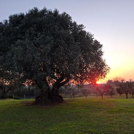 קסטנייטו קרדוצ'י Agriturismo Il Vecchio Olivo מראה חיצוני תמונה