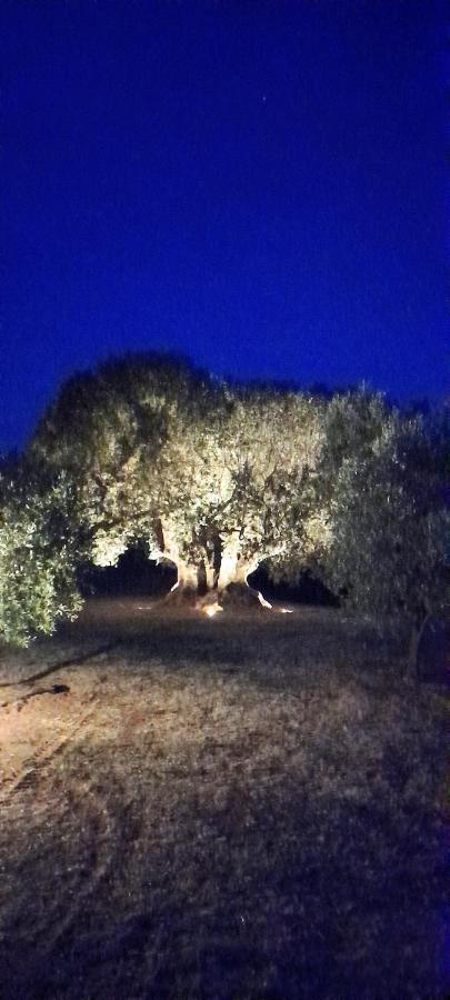 קסטנייטו קרדוצ'י Agriturismo Il Vecchio Olivo מראה חיצוני תמונה