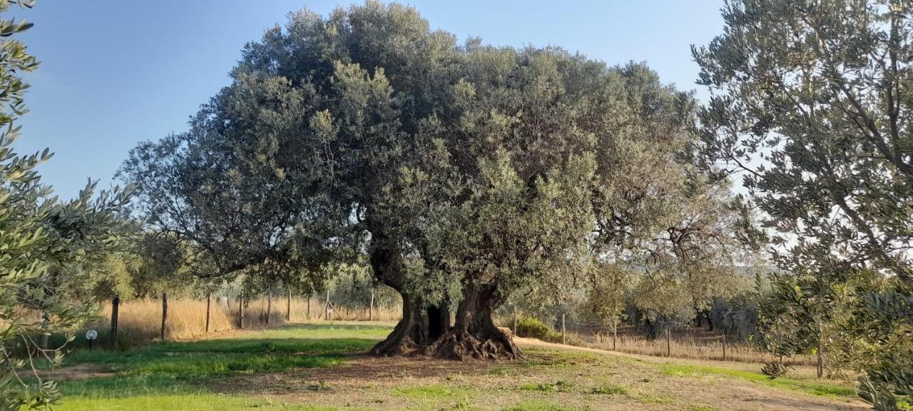 קסטנייטו קרדוצ'י Agriturismo Il Vecchio Olivo מראה חיצוני תמונה
