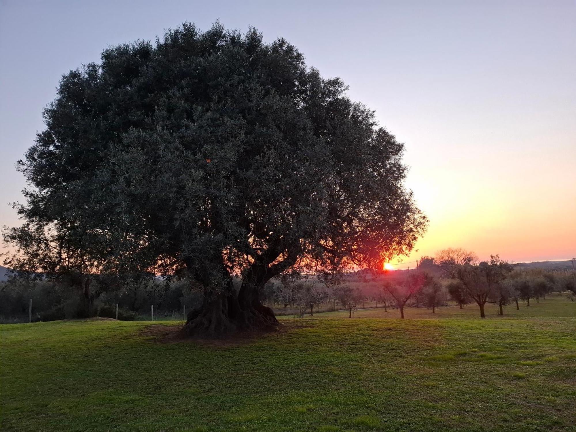 קסטנייטו קרדוצ'י Agriturismo Il Vecchio Olivo מראה חיצוני תמונה
